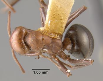 Media type: image;   Entomology 28996 Aspect: habitus dorsal view
